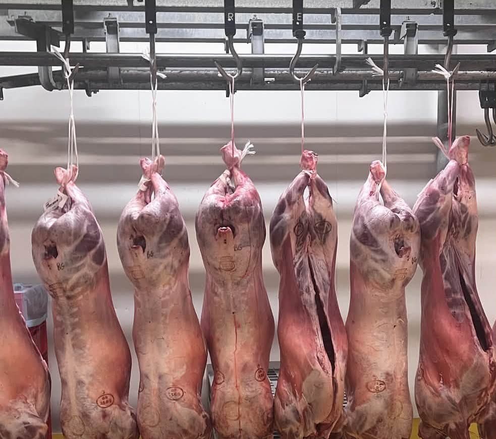 Des carcasses d'agneau suspendues en rang dans une chambre froide