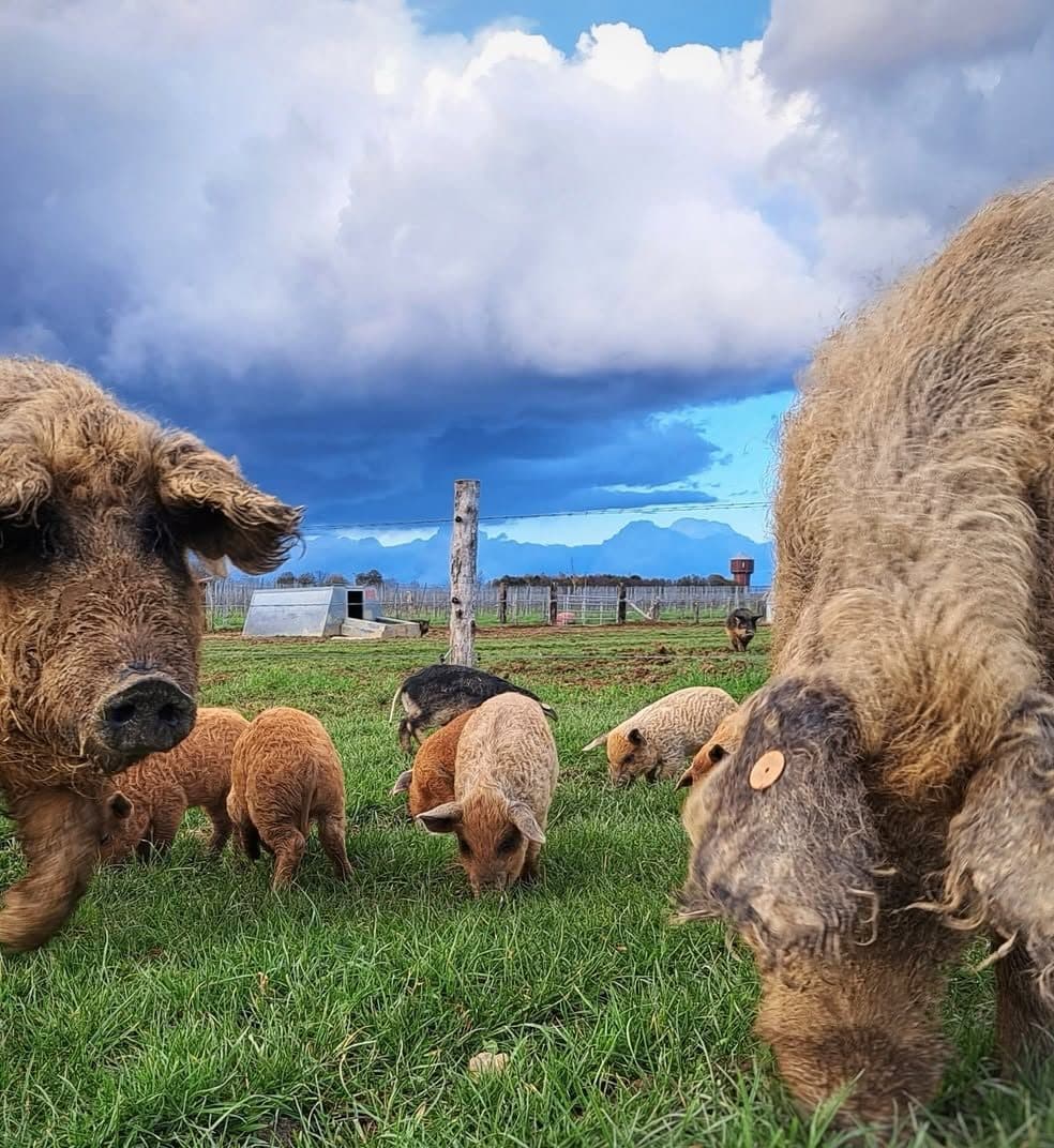 Des porcs à la toison laineuse et leurs porcelets broutent dans un pré, sous un ciel d'orage